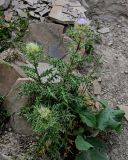 Cirsium obvallatum. Цветущее растение. Дагестан, Гунибский р-н, с. Гамсутль, ≈ 1400 м н.у.м., каменистый склон. 29.07.2022.