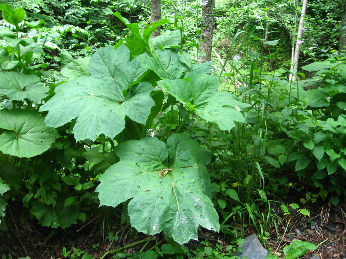 Image of Heracleum ponticum specimen.