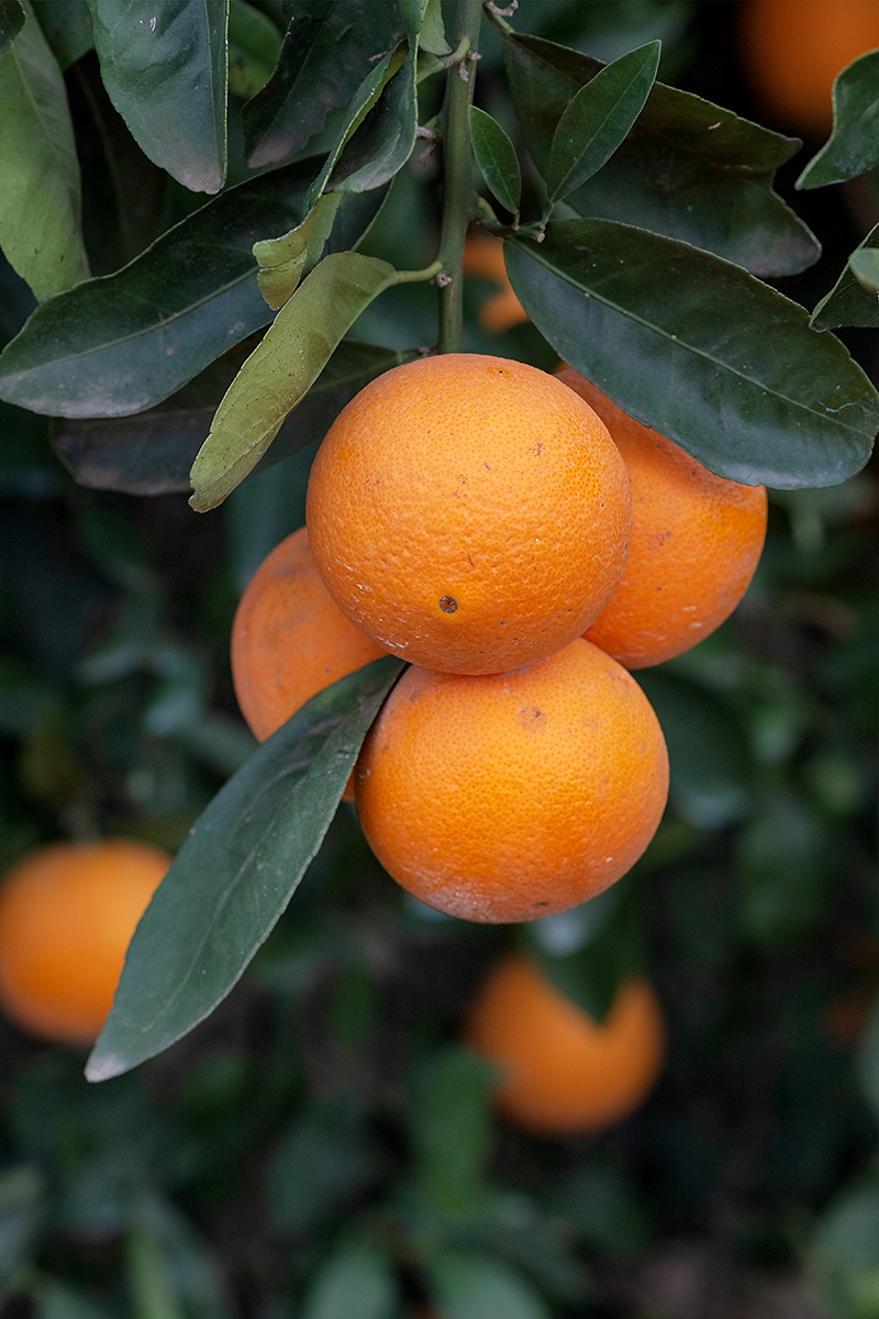 Image of Citrus reticulata specimen.