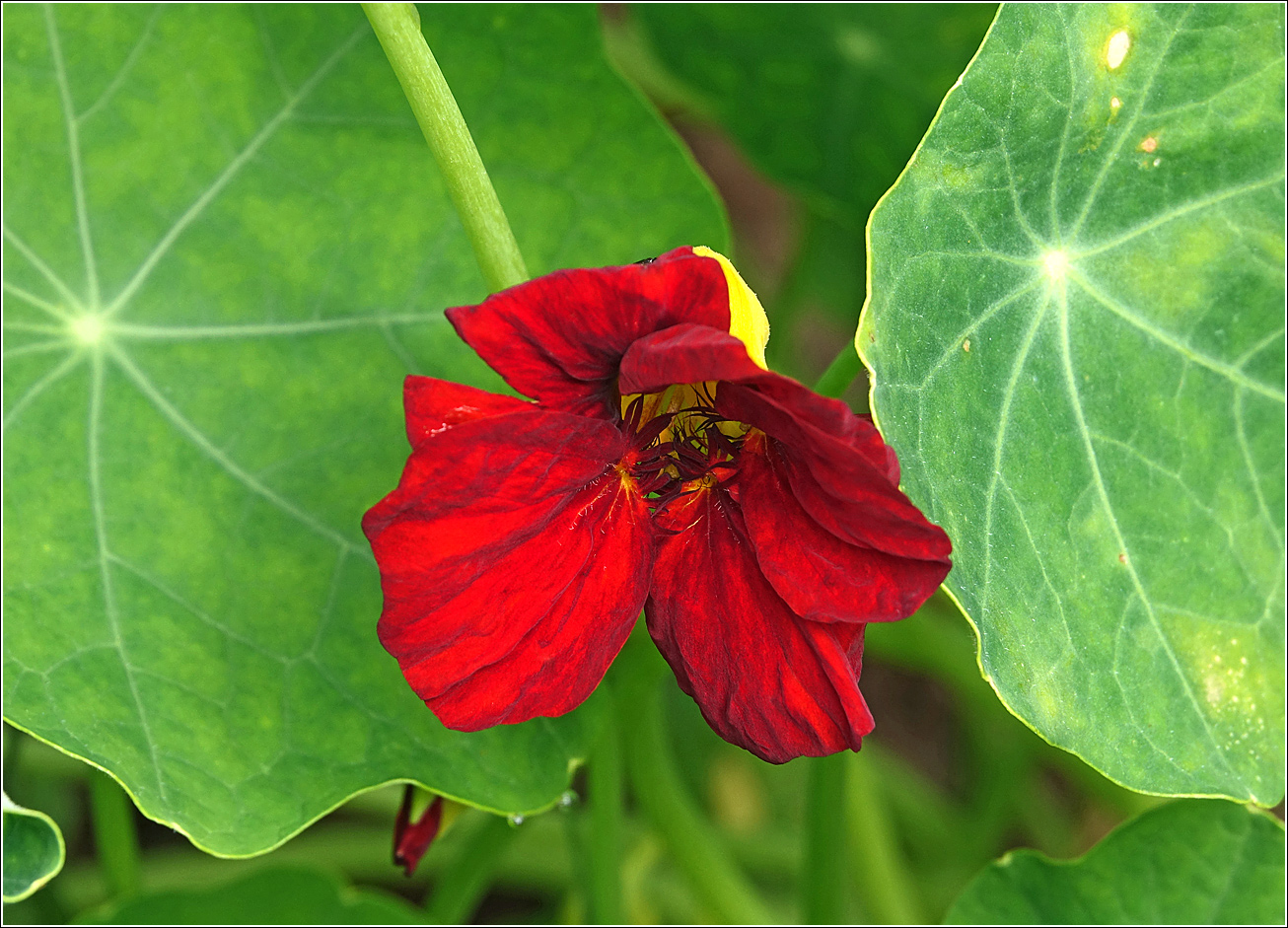 Изображение особи Tropaeolum majus.