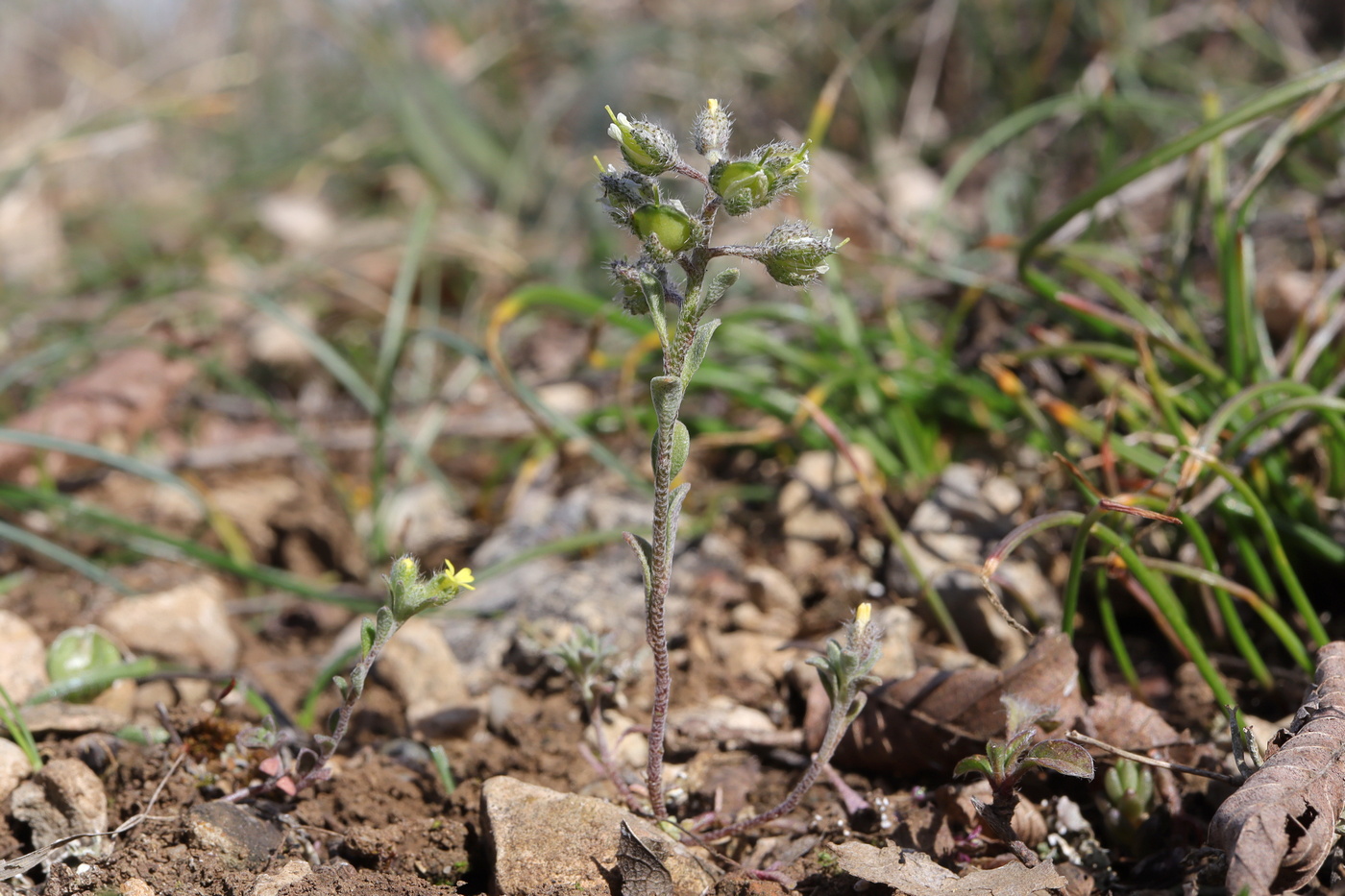 Изображение особи Alyssum smyrnaeum.