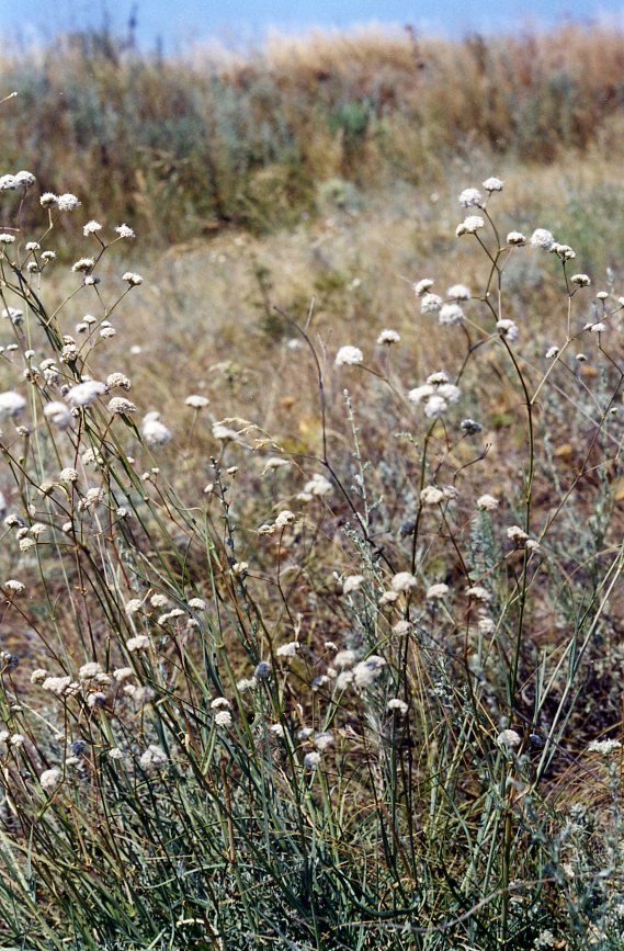 Image of Gypsophila glomerata specimen.