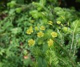 Bupleurum longifolium подвид aureum. Верхушка цветущего растения. Челябинская обл., Златоустовский гор. округ, национальный парк \"Таганай\", дол. р. Большая Тесьма, окр. ур. Железный мост, полянка в смешанном лесу. 7 июля 2023 г.