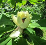 genus Magnolia. Цветок с кормящейся бронзовкой (культивар 'Sudarynya'). Московская обл., Щёлковский р-н, в культуре. 16 июня 2022 г.