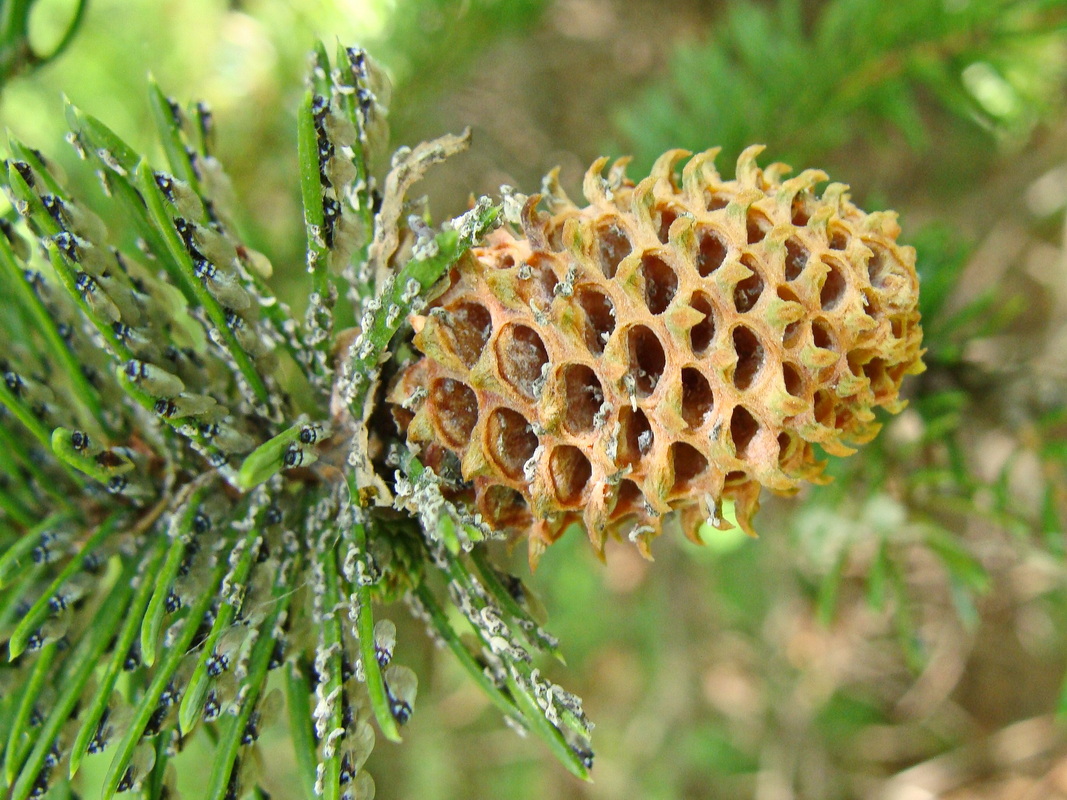 Изображение особи Picea ajanensis.