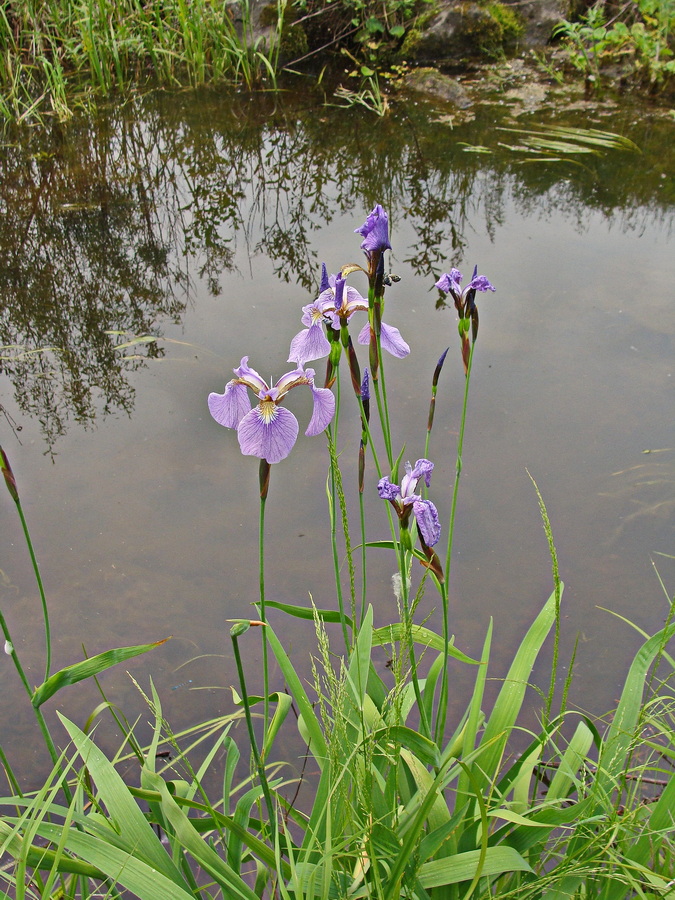 Изображение особи Iris setosa.