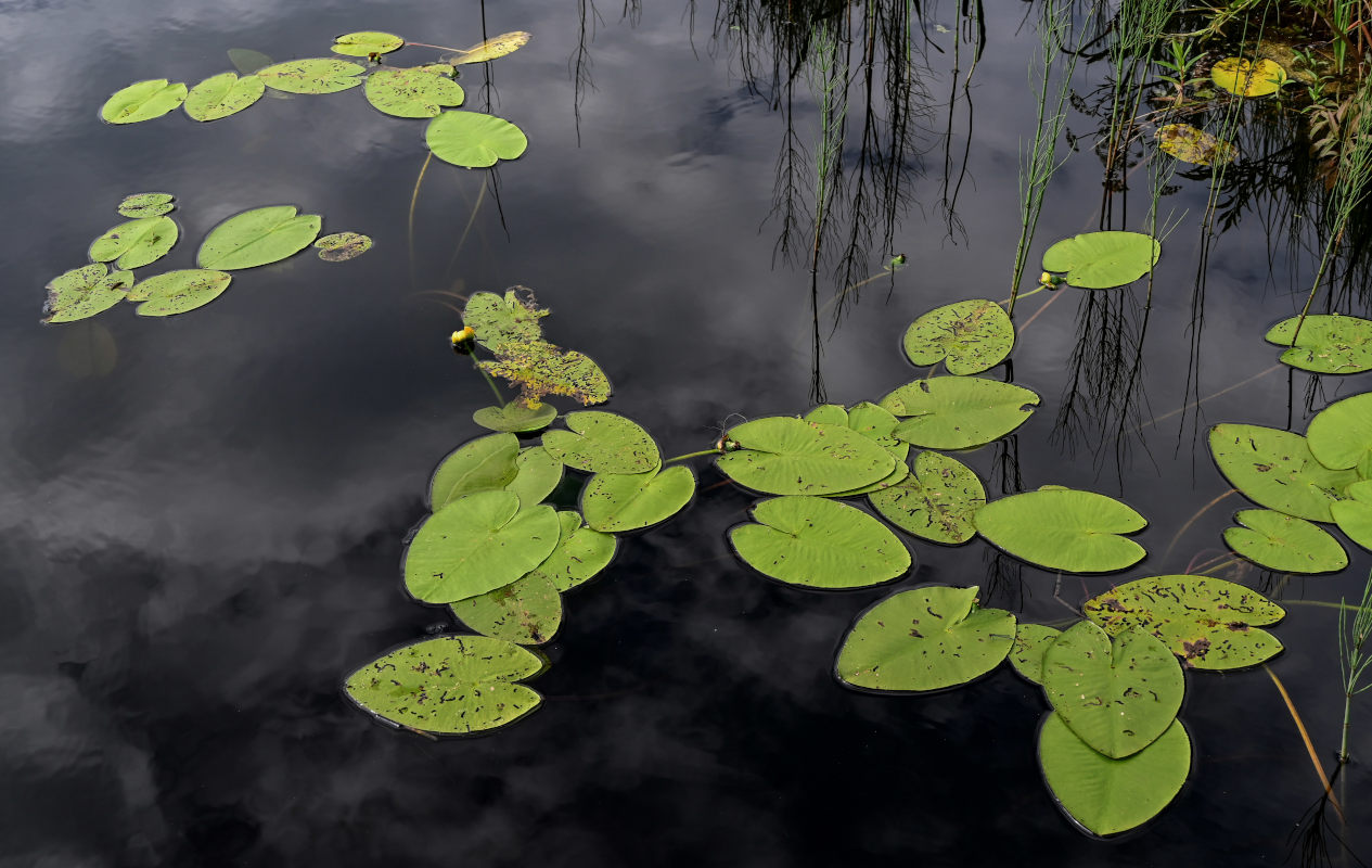 Image of Nuphar lutea specimen.