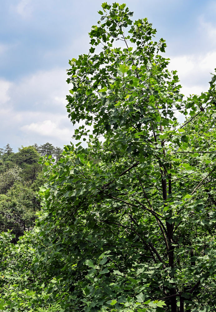 Изображение особи Liriodendron chinense.