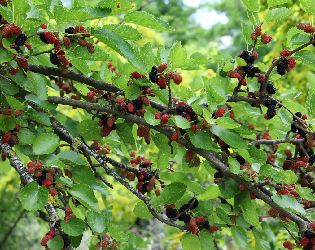 Изображение особи Morus alba.