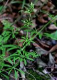 genus Galium. Верхушка цветущего растения. Грузия, Самцхе-Джавахети, окр. монастыря Мцване, широколиственный лес. 12.06.2023.