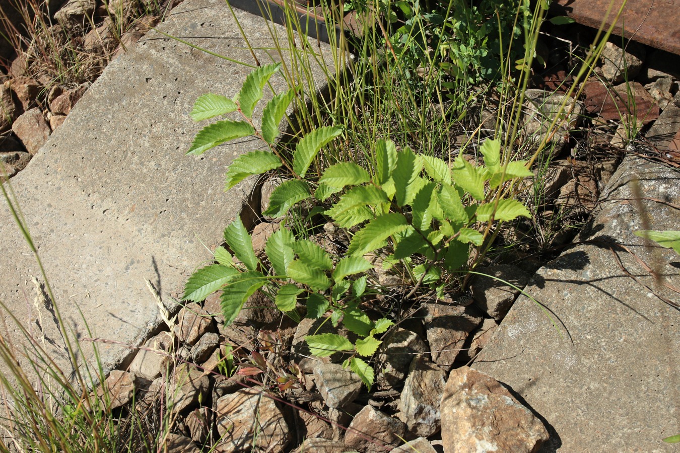 Image of genus Ulmus specimen.