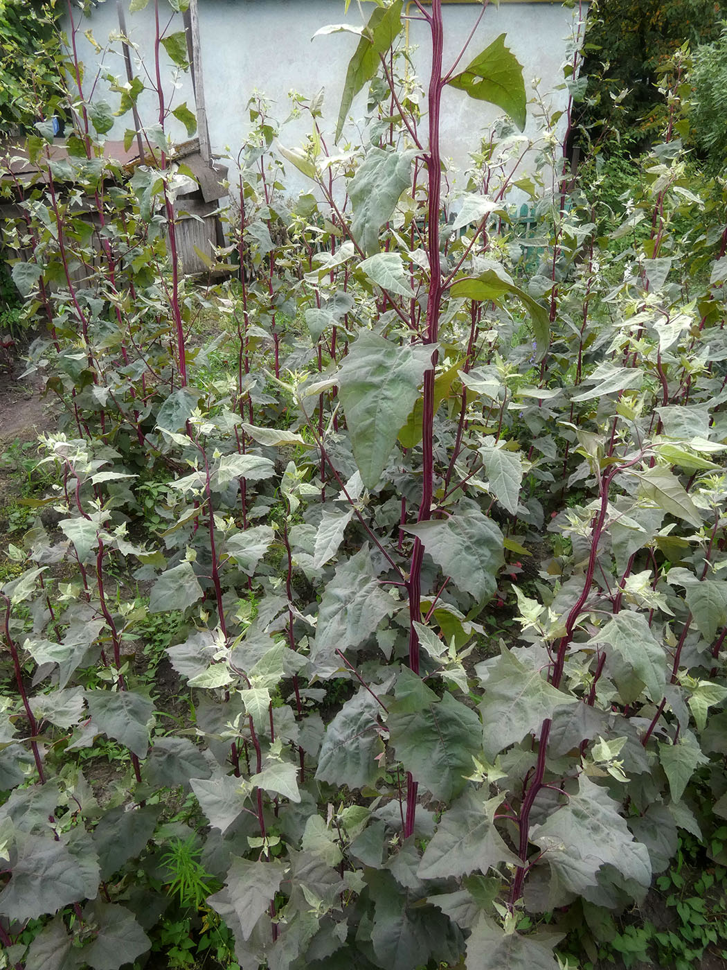 Image of Atriplex hortensis specimen.