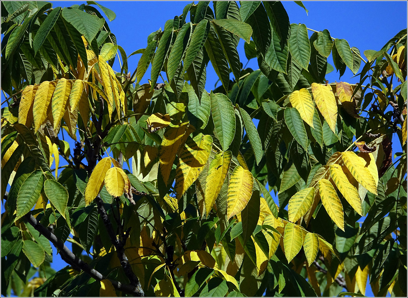 Изображение особи Juglans mandshurica.