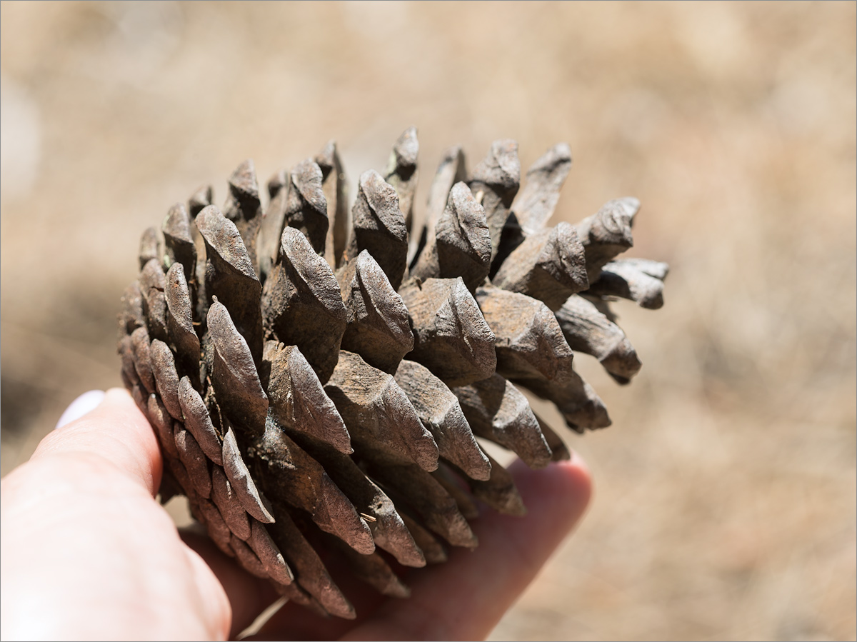 Изображение особи Pinus brutia.