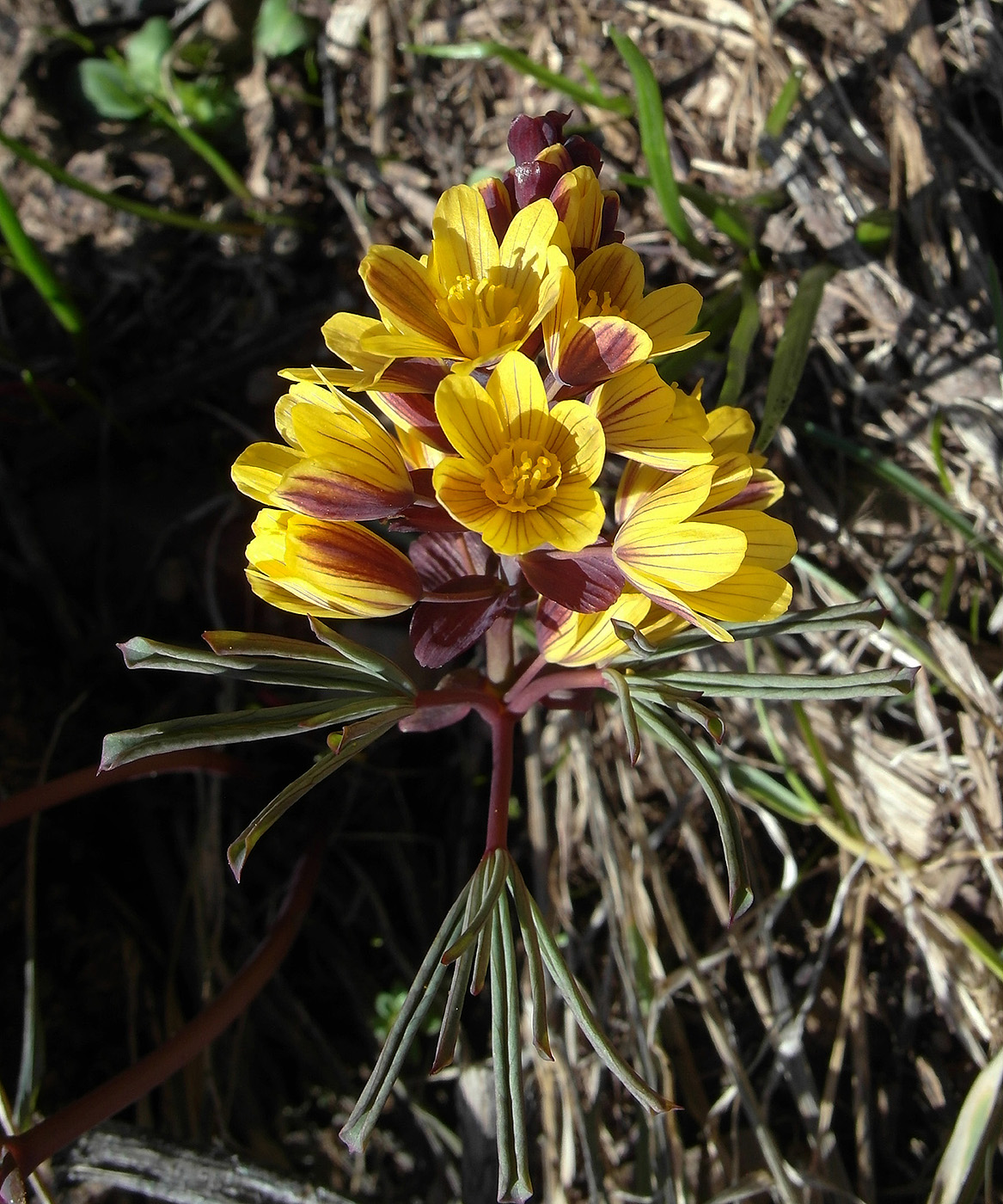 Image of Gymnospermium alberti specimen.