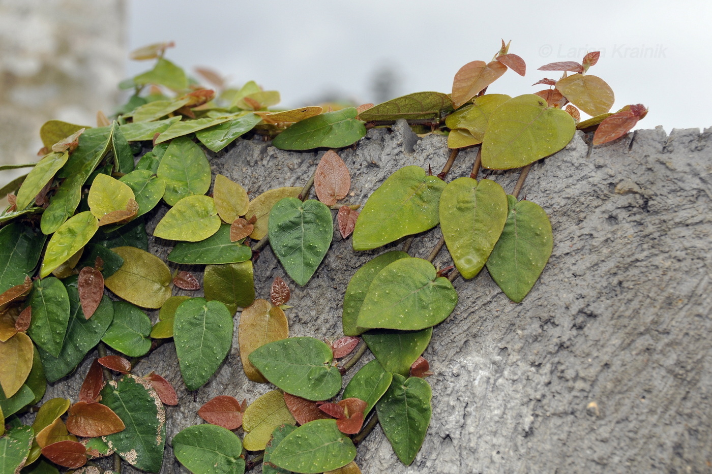 Image of Ficus pumila specimen.