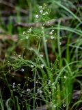 Alisma plantago-aquatica