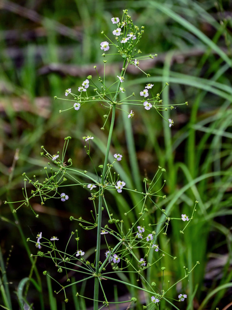 Image of Alisma plantago-aquatica specimen.