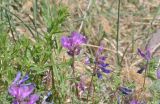 Vicia alpestris. Верхушки побегов с соцветиями (слева - побег другого растения). Кабардино-Балкария, Эльбрусский р-н, средняя часть дол. Терскол, выс. 2500 м н.у.м. 16 июня 2018 г.