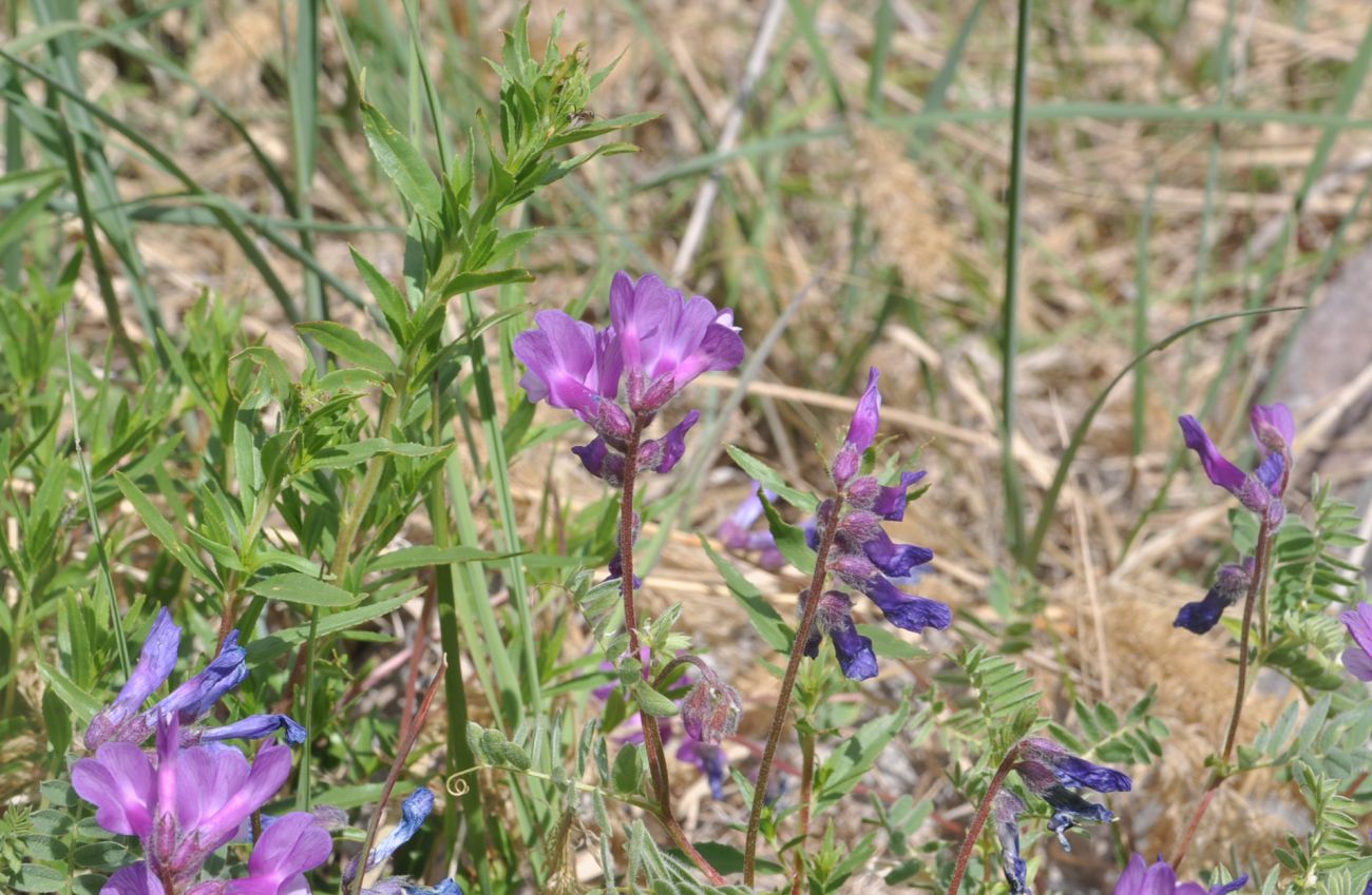 Image of Vicia alpestris specimen.