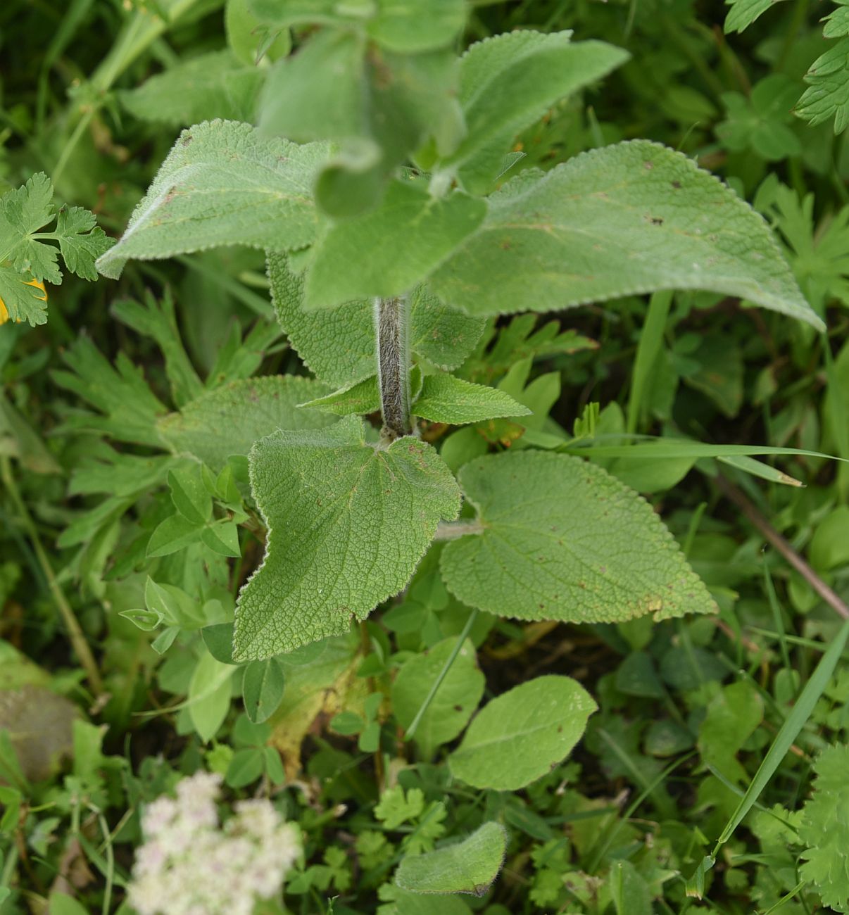 Image of Stachys germanica specimen.