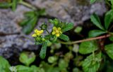 род Potentilla. Верхушка побега с соцветием с цветками и завязавшимися плодами. Китай, пров. Гуанси, рисовые террасы Лунцзи, край террасы, каменистый участок глинистого склона. 30.05.2024.