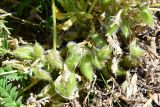 Astragalus lithophilus