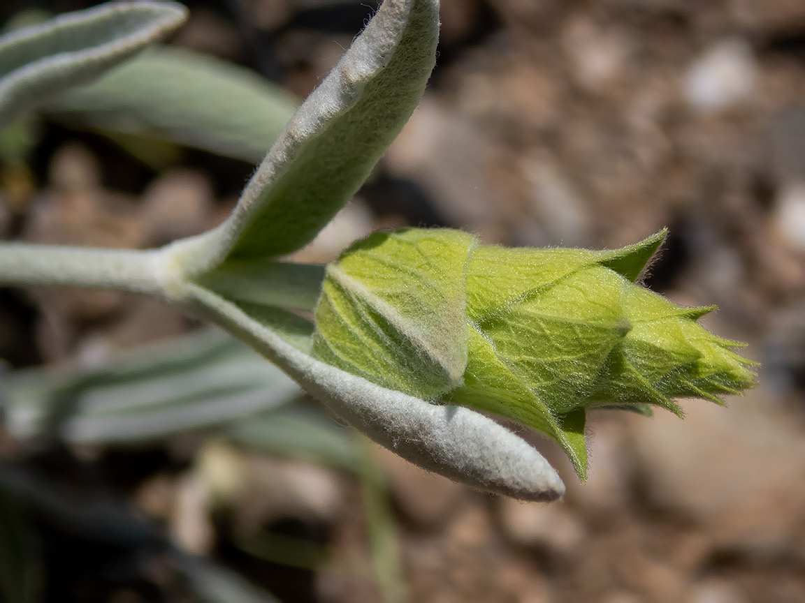 Image of Sideritis catillaris specimen.