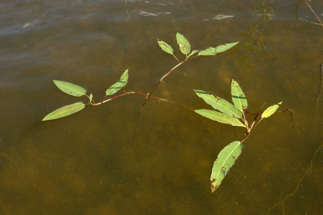 Image of Persicaria amphibia specimen.