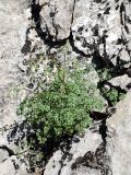 Thalictrum isopyroides