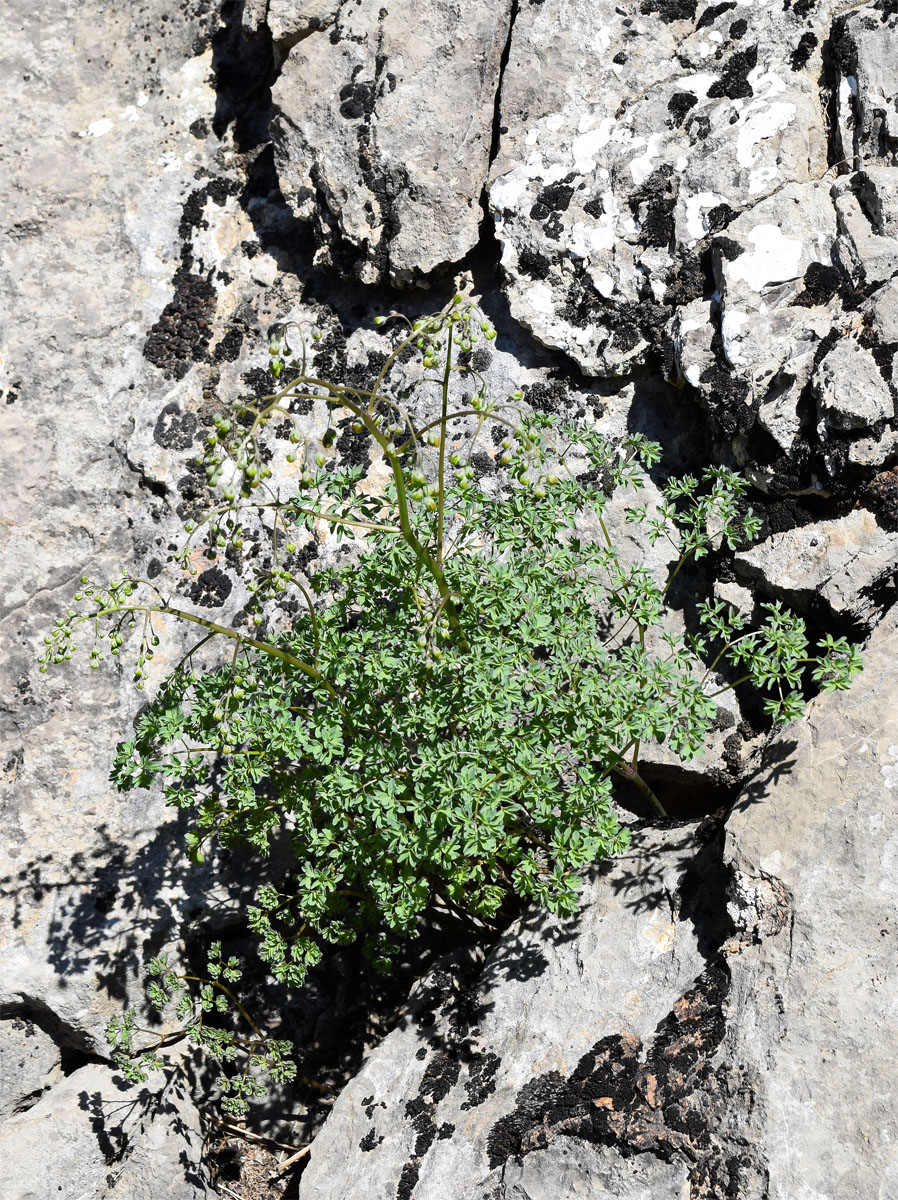 Image of Thalictrum isopyroides specimen.