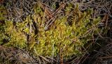 Смотреть изображение Rhytidium rugosum