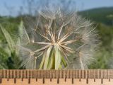 View full-size image Tragopogon brevirostris