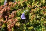 View full-size image Pulsatilla violacea