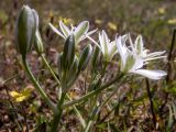Смотреть изображение Ornithogalum navaschinii