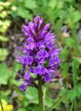 View full-size image Dactylorhiza urvilleana