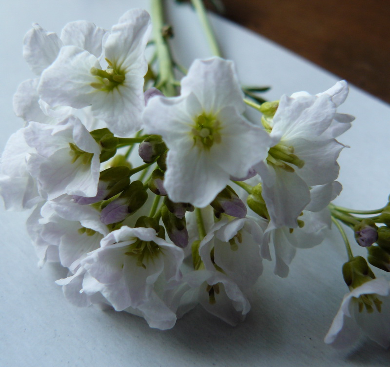 Image of Cardamine dentata specimen.