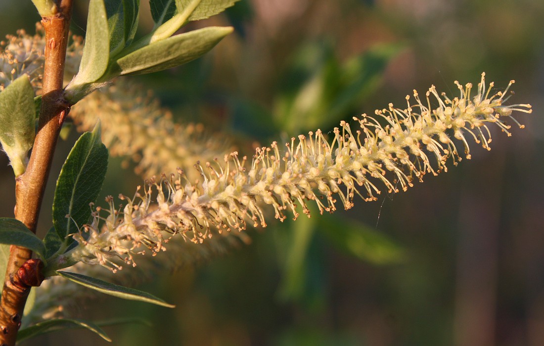 Изображение особи Salix triandra.