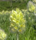 Oxytropis pilosa