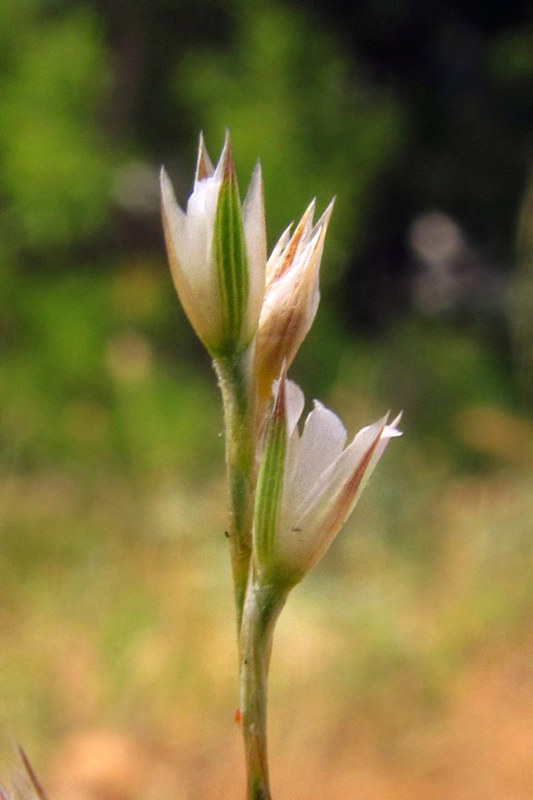 Image of Bufonia parviflora specimen.