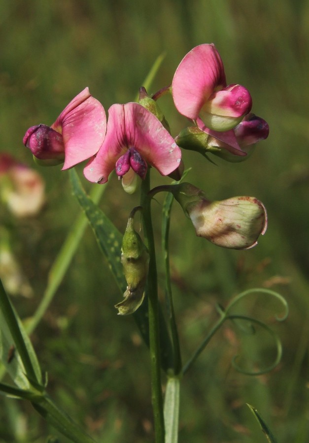 Изображение особи Lathyrus sylvestris.