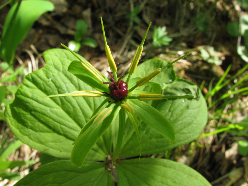 Image of Paris quadrifolia specimen.