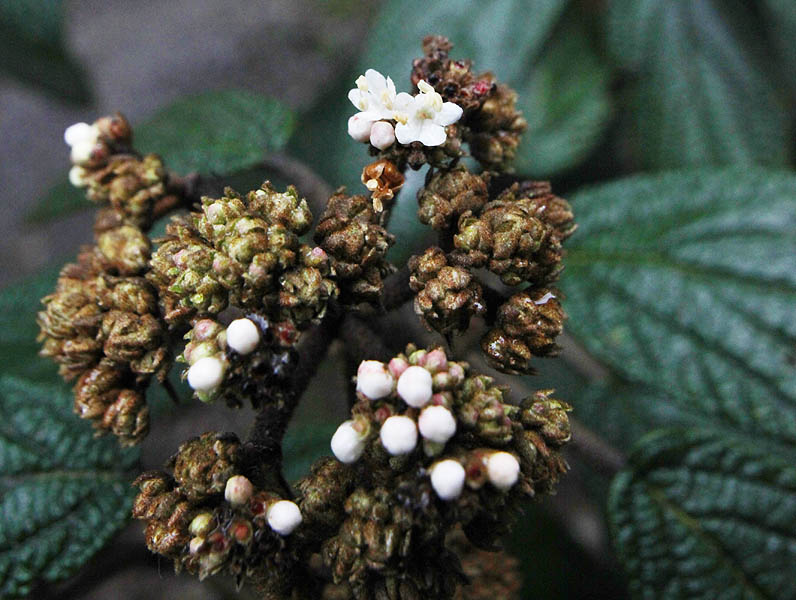 Image of Viburnum rhytidophyllum specimen.