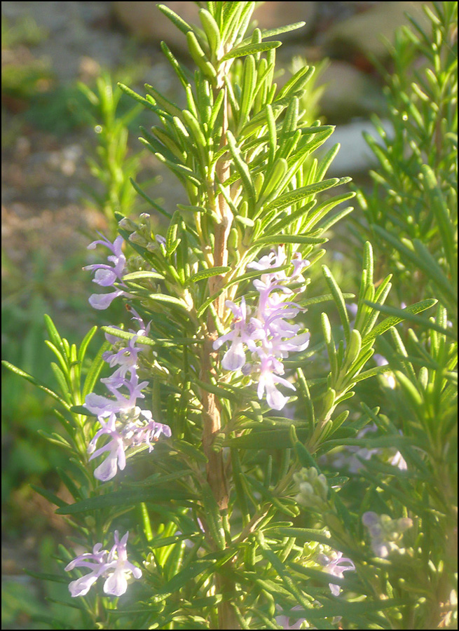 Изображение особи Rosmarinus officinalis.