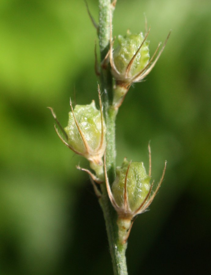 Image of Onobrychis arenaria specimen.