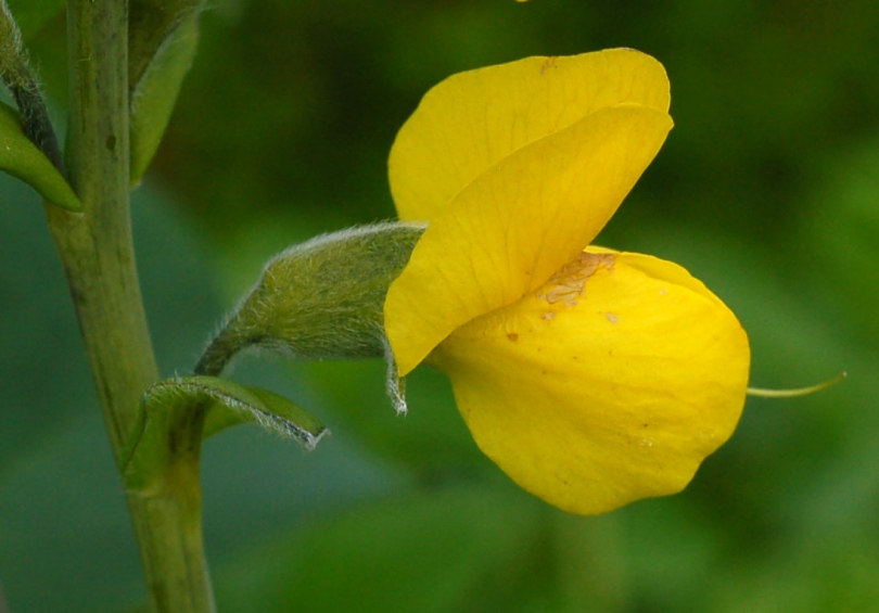 Image of Thermopsis lupinoides specimen.