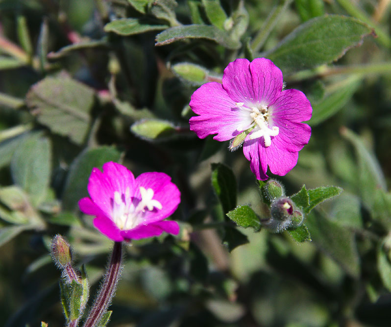 Изображение особи Epilobium villosum.