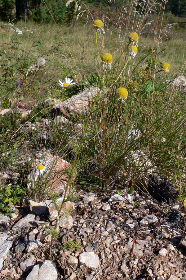 Image of Tripleurospermum inodorum specimen.