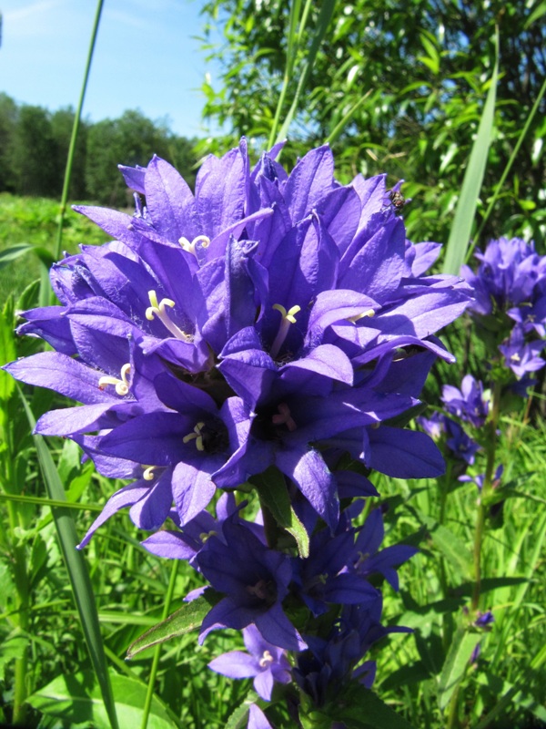 Изображение особи Campanula glomerata.