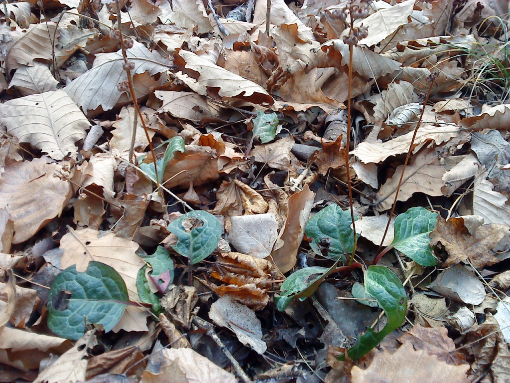 Image of Pyrola renifolia specimen.